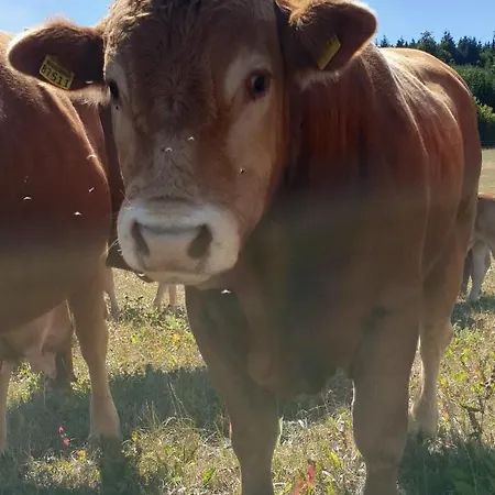 Lägenhet Dreier-ley