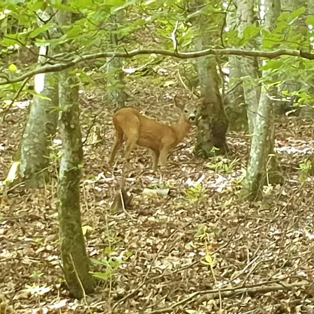Lägenhet Dreier-ley