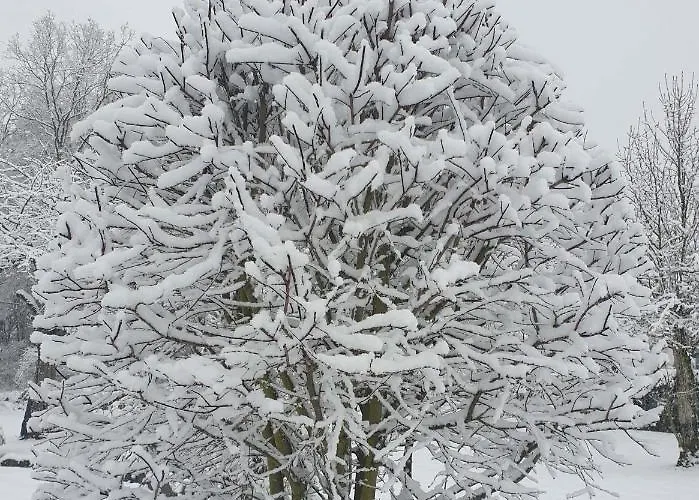 Апартаменты Dreier-ley *