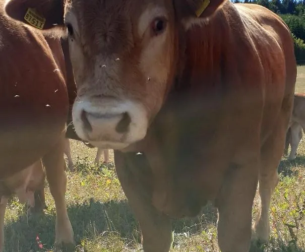 Апартаменты Dreier-ley