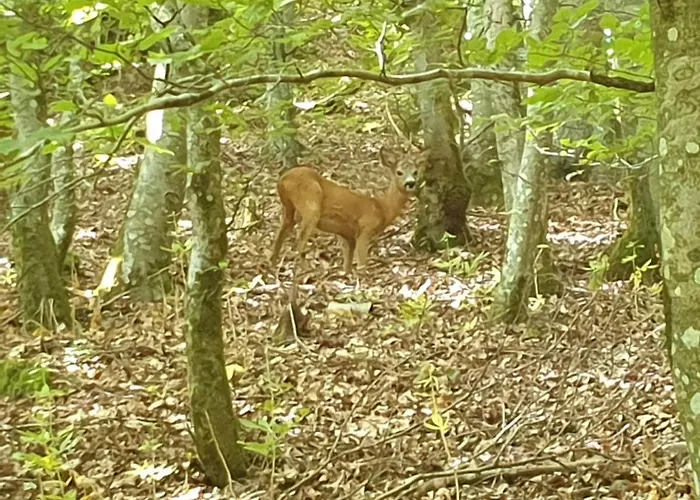 Апартаменты Dreier-ley